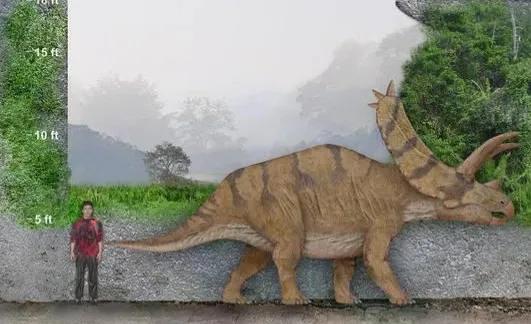 五角龙的资料和图片