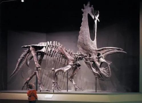 五角龙的资料和图片