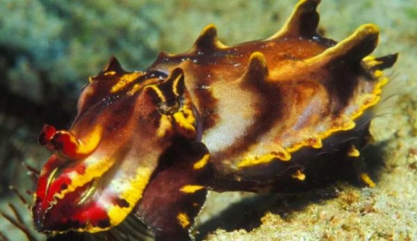 火焰乌贼长什么样子