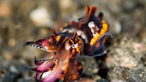 火焰乌贼长什么样子