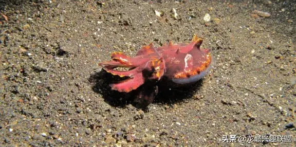 火焰乌贼长什么样子