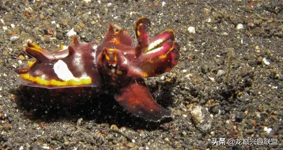 火焰乌贼长什么样子