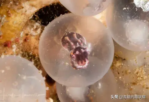 火焰乌贼长什么样子