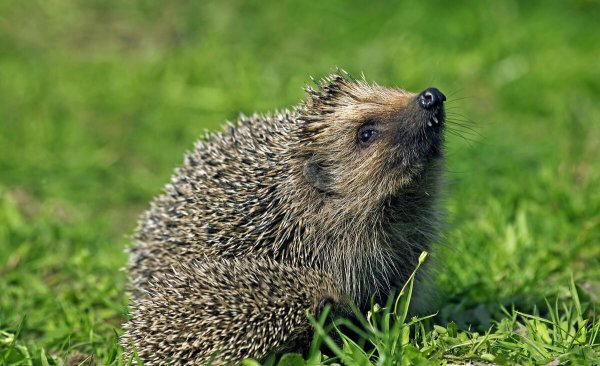 刺猬进院子有什么预兆