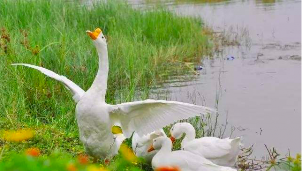 蛇怕什么气味一闻就跑