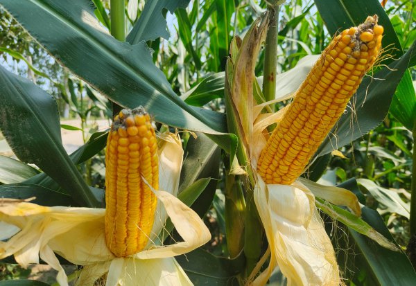 选择玉米种子什么品种好