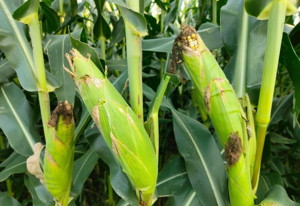 选择玉米种子什么品种好