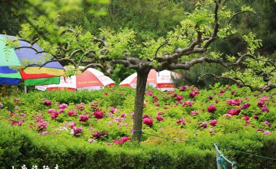 牡丹之乡是哪个城市 为什么中国牡丹之都是菏泽