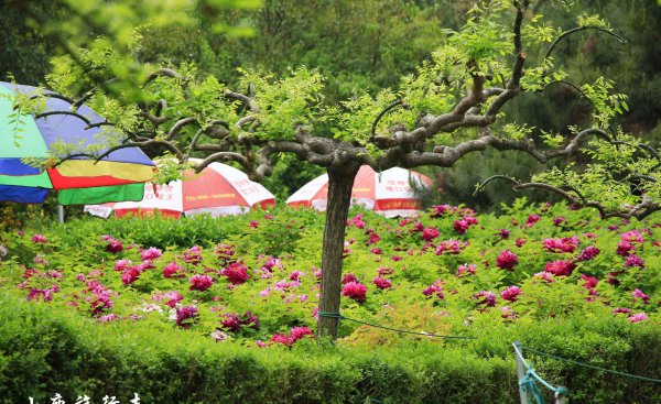 牡丹之乡是哪个城市