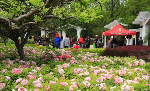 牡丹之乡是哪个城市