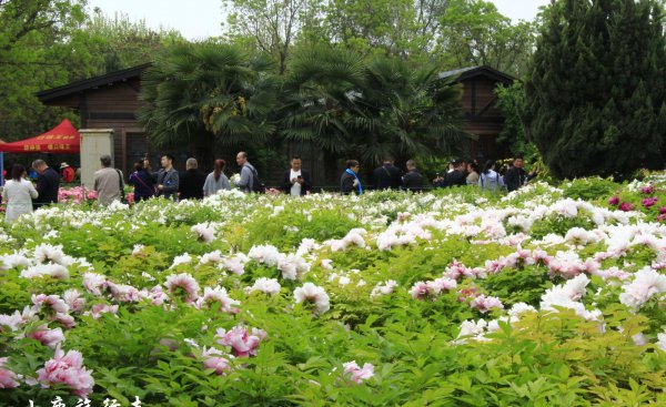 牡丹之乡是哪个城市