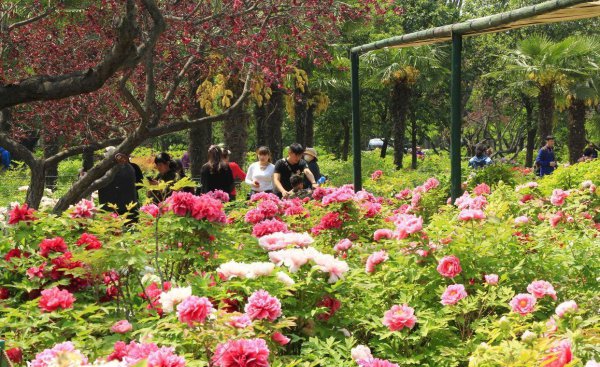 牡丹之乡是哪个城市