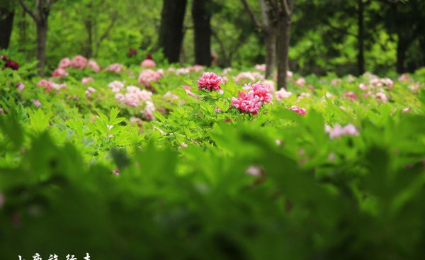 牡丹之乡是哪个城市