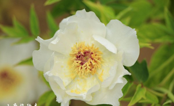 牡丹之乡是哪个城市