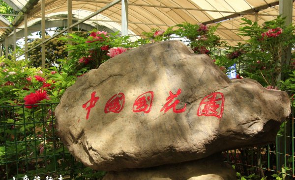 牡丹之乡是哪个城市