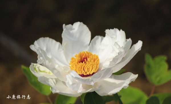 牡丹之乡是哪个城市