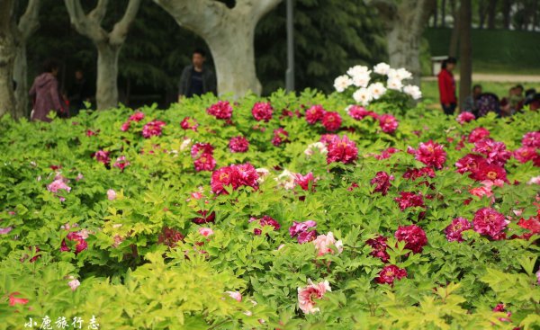 牡丹之乡是哪个城市