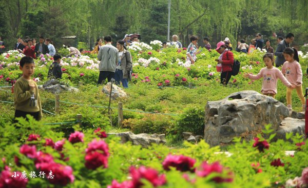 牡丹之乡是哪个城市