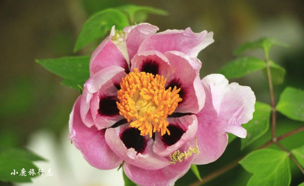 牡丹之乡是哪个城市