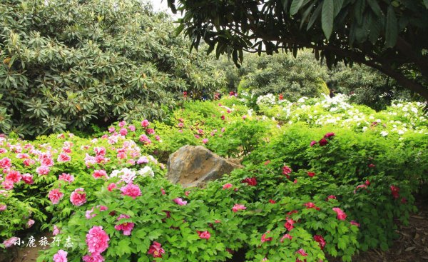 牡丹之乡是哪个城市