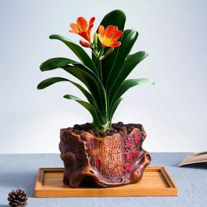 君子兰什么时候换盆土最好 适合君子兰换盆的时间段介绍