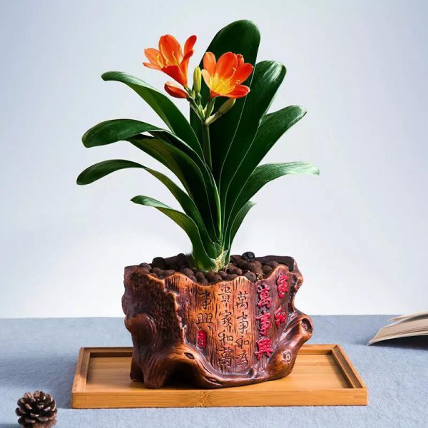 君子兰什么时候换盆土最好