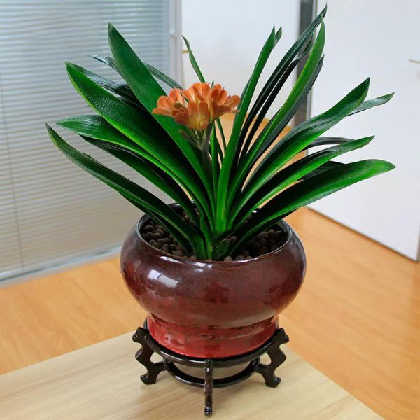 君子兰什么时候换盆土最好