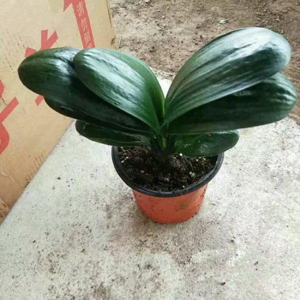 君子兰什么时候换盆土最好