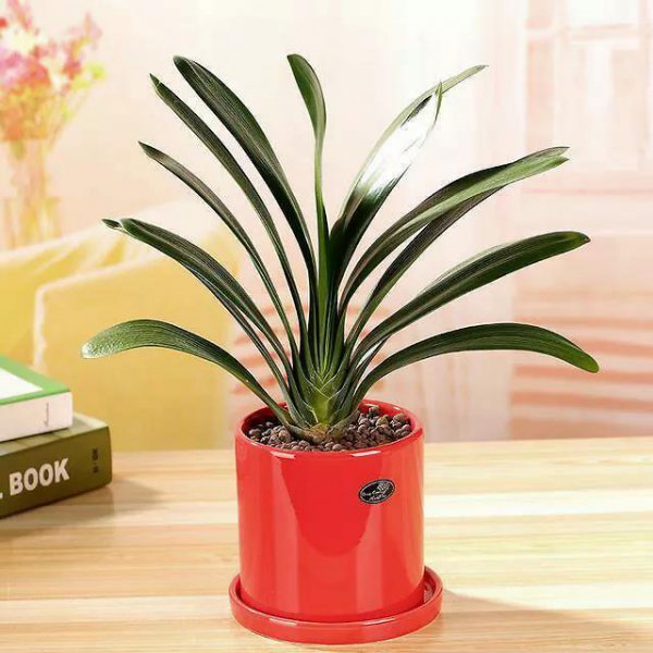 君子兰什么时候换盆土最好