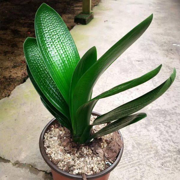 君子兰什么时候换盆土最好