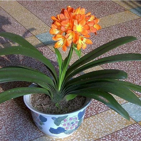 君子兰什么时候换盆土最好