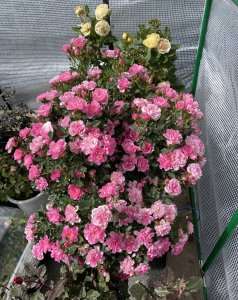 一分钟教你自制氮磷钾肥 用什么肥料可以把花养好