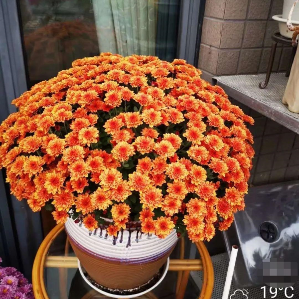 一分钟教你自制氮磷钾肥