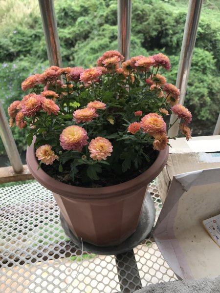 一分钟教你自制氮磷钾肥