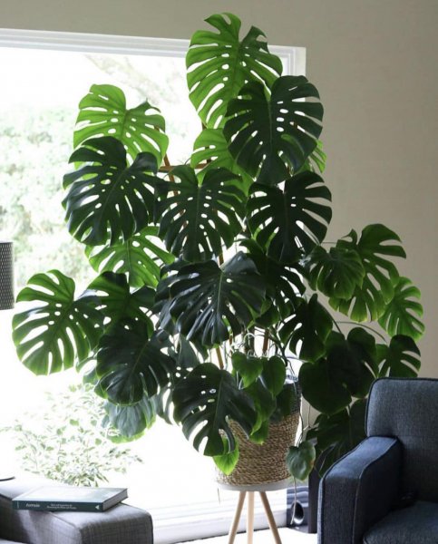 一分钟教你自制氮磷钾肥