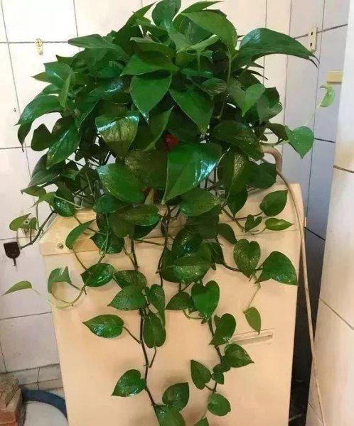 一分钟教你自制氮磷钾肥