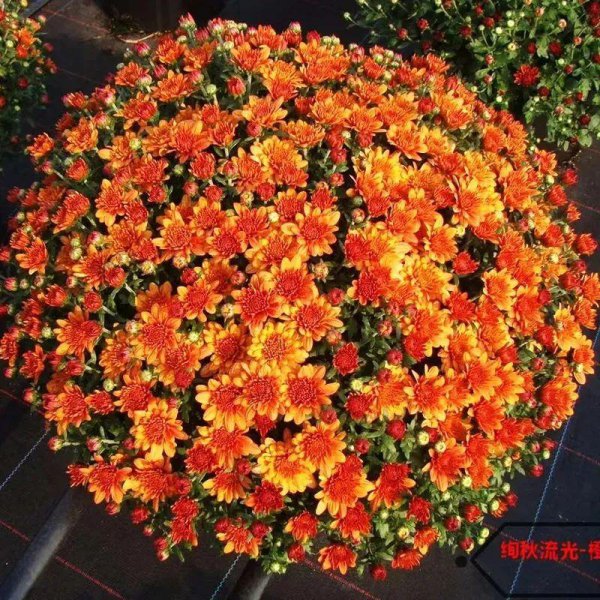 一分钟教你自制氮磷钾肥