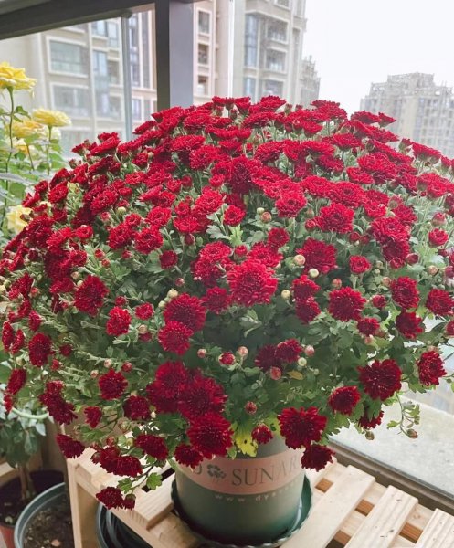 一分钟教你自制氮磷钾肥