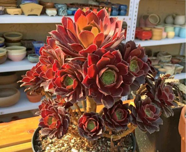 法师的品种及名称大全