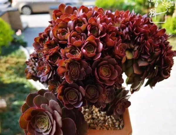 法师的品种及名称大全