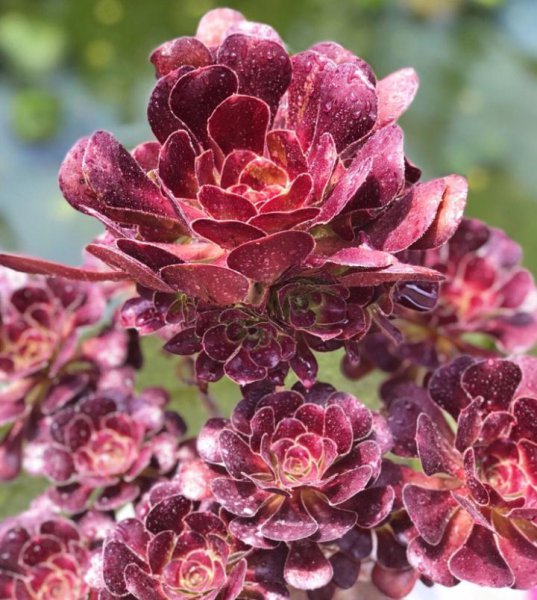 法师的品种及名称大全