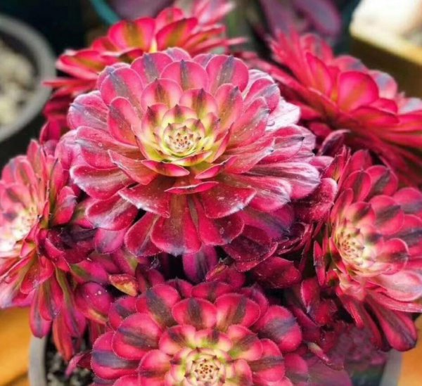 法师的品种及名称大全