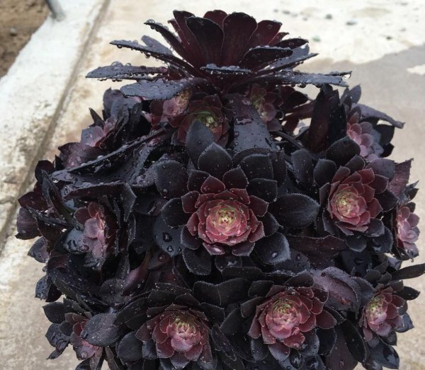 法师的品种及名称大全