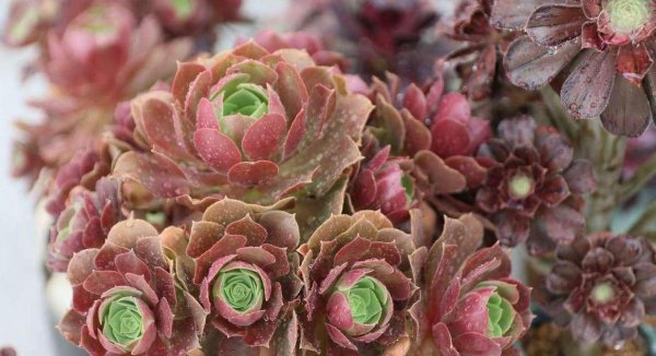 法师的品种及名称大全