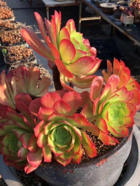 法师的品种及名称大全