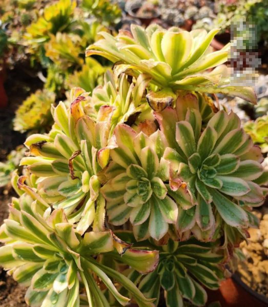 法师的品种及名称大全