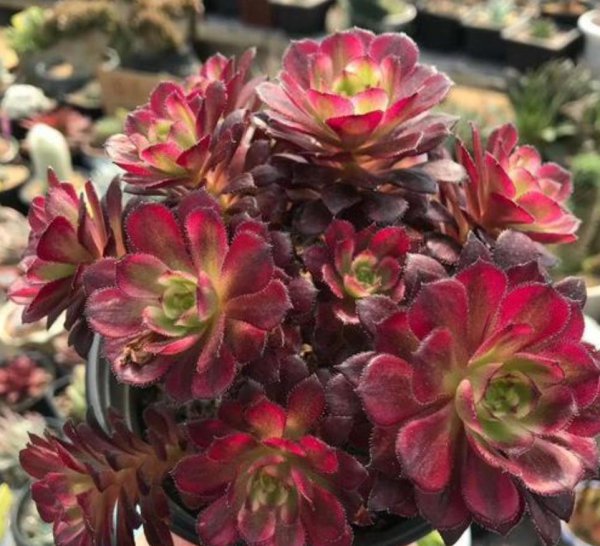 法师的品种及名称大全