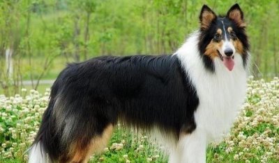 长毛狗狗品种有哪些 盘点毛发比身高还长的十种狗