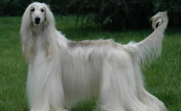 长毛狗狗品种有哪些