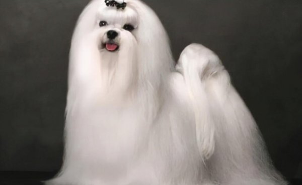 长毛狗狗品种有哪些